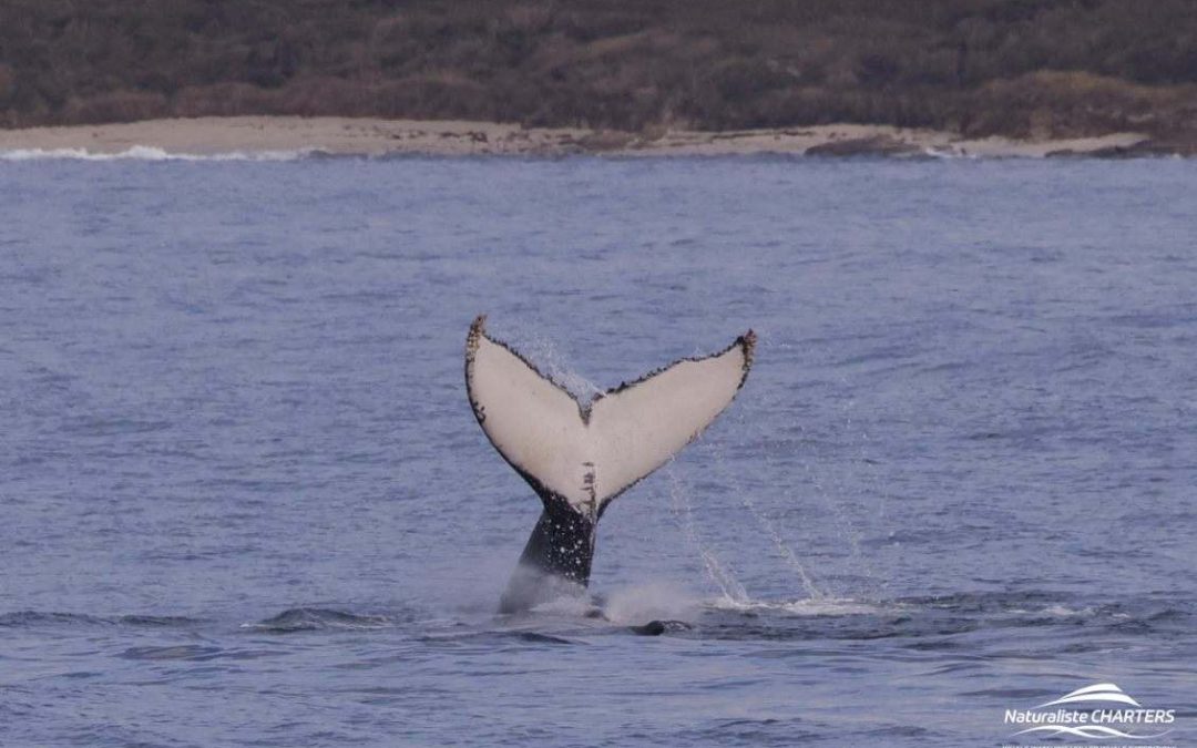 Exploring Whale Behaviour: 11.06.24 Morning Tour